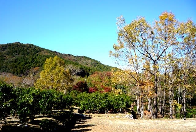 駒ヶ野・一之瀬川右岸の秋の山里の風景