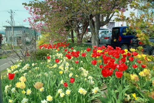 ニセコ町の春１ 花壇の花達 定年後の田舎暮らし