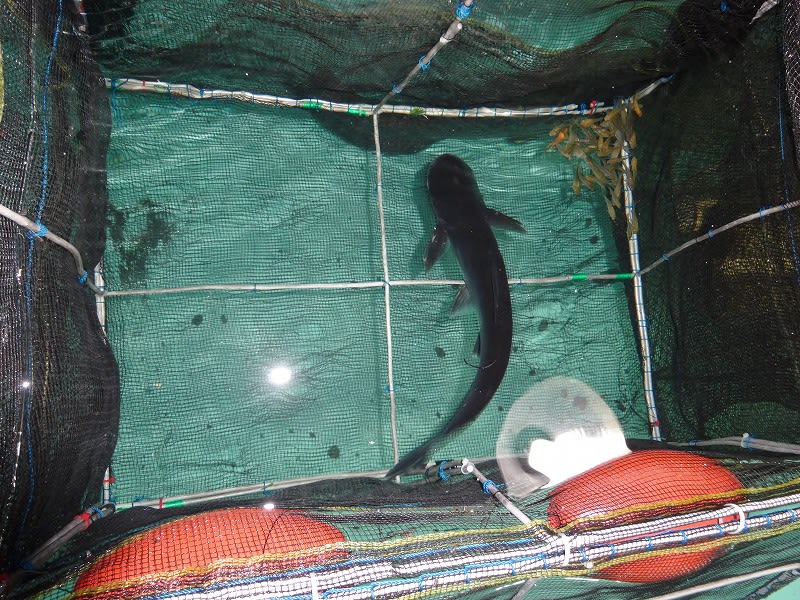 新魚購入39 白黒コンビ 大型魚飼育 In 神秘の国インドネシア