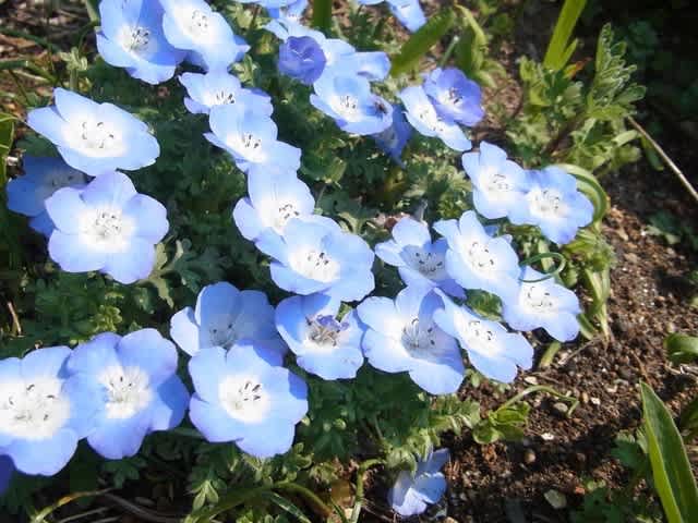 歩けば楽し 3ページ目