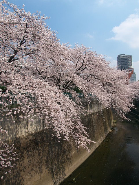 桜を愛でながら神田川サイクリング - 初心者の写真+