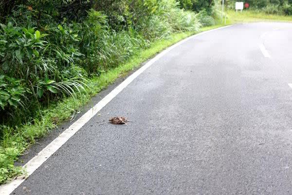 まだまだ少なくない轢死 アマミヤマシギ 奄美自然観察記 まだまだ少なくない轢死 アマミヤマシギ 奄美自然観察記