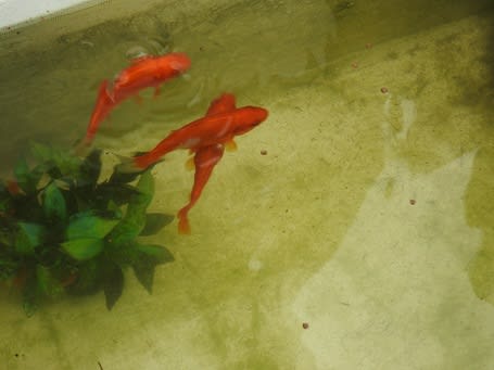 川に金魚 あんな話こんな話