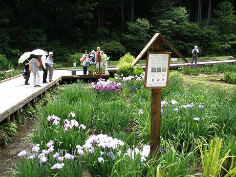 吹上しょうぶ公園 2 青梅市 多摩に散歩 司法書士鶴岡が仕事や散歩で行った場所を写真に撮ります