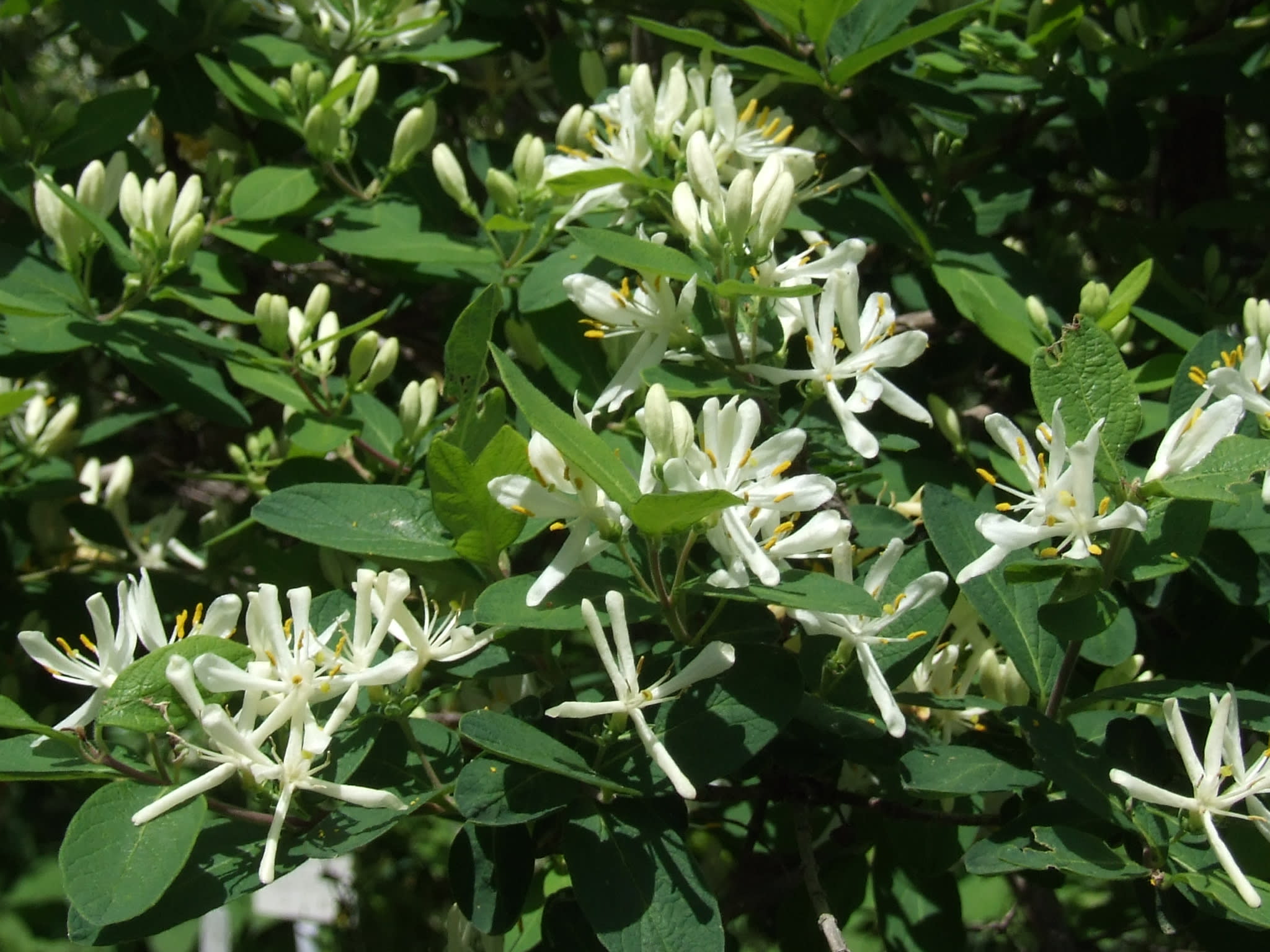 ヒョウタンボク 瓢箪木 季節の花