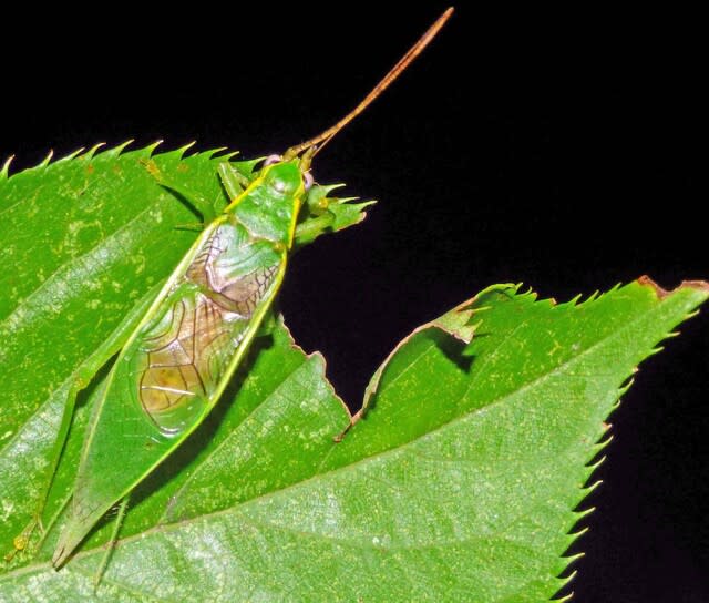アオマツムシ 青松虫 甲高い鳴き声 リーリーリー 温泉ドラえもんのブログ