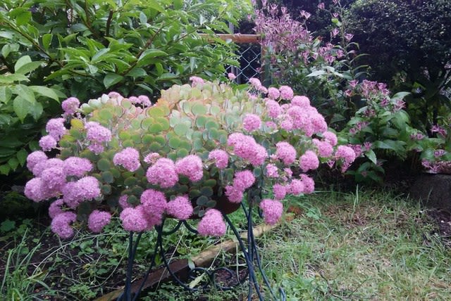 ミセバヤの花が綺麗です ありのままで 日々是好日