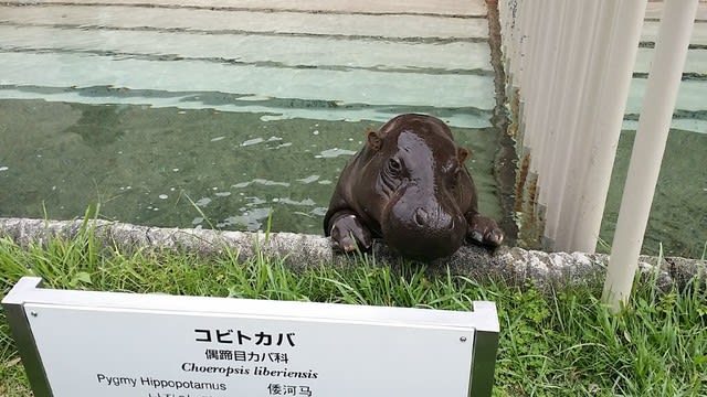 動物園 コビトカバ