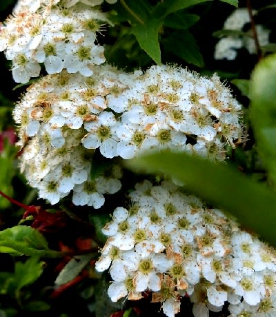 白い小花が咲く花木 ガマズミ コゴメウツギ シルバープリペット ネズミモチ 他 花と徒然なるままに
