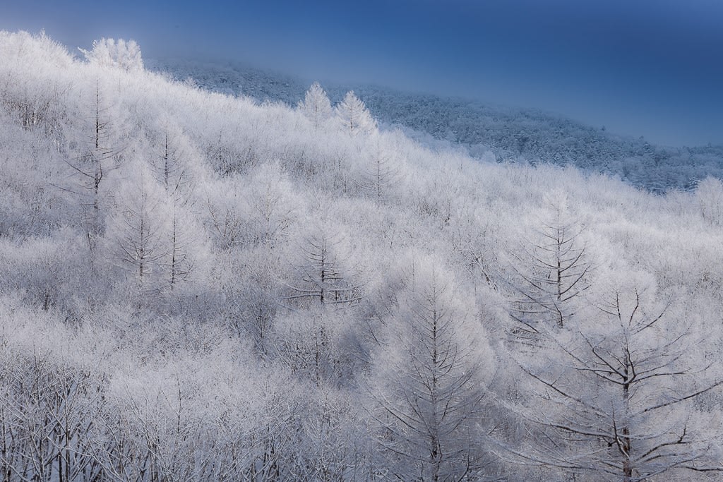 霧氷の写真