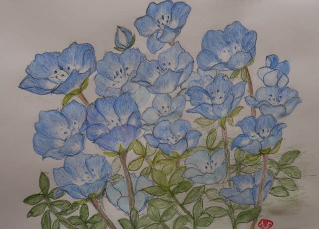 ネモフィラ インシグニス ひろ子の絵手紙 絵画日記 ネモフィラ インシグニス ひろ子の絵手紙 絵画日記