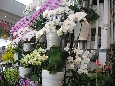 プレゼントにお花はいかがですか フラワーショップマルイ 小林商工会議所ブログ