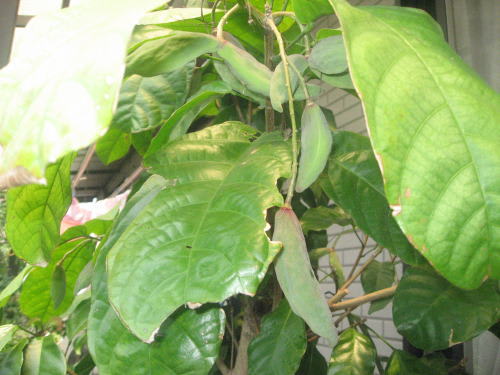 熱帯果樹 ピンポンの木 美味の実 Gooブログはじめました