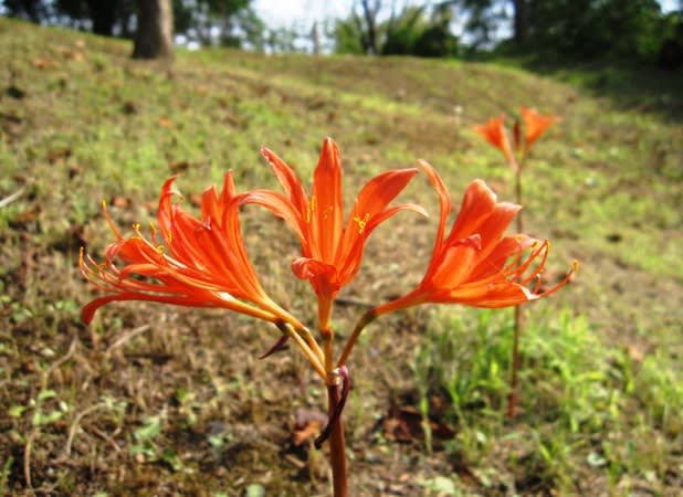 2個 キツネノカミソリ 球根 2個 オレンジ色の花 可愛らしい 小さめの花 2個 キツネノカミソリ 球根 2個 オレンジ色の花 可愛らしい