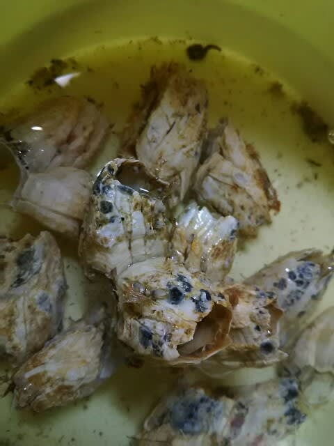 我が家の食卓 あのフジツボ 下北半島とのんびりオートバイ 我が家の食卓 あのフジツボ 下北半島とのんびりオートバイ