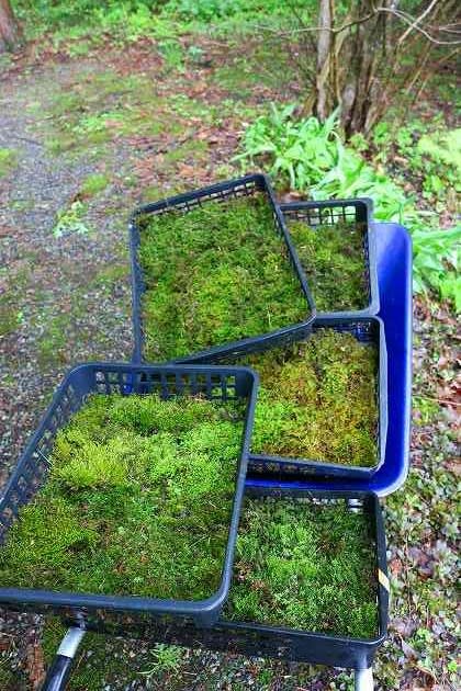 苔採取 ミレイの趣味日記 田舎暮らし 苔採取 ミレイの趣味日記 田舎暮らし