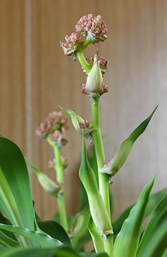 幸福の木の花 つれづれ写真ノート