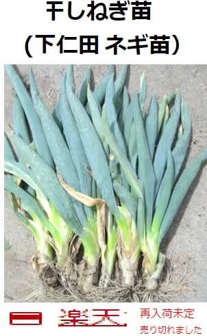 干しネギ苗づくり 今年の畑の新しい栽培試験 越津ネギ と 下仁田ネギ で てらまち ねっと