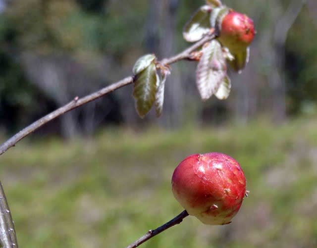 ナラメリンゴタマバチ 楢芽林檎玉蜂 の虫こぶ リンゴではありません 温泉ドラえもんのブログ