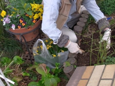 3月のガーデニング作業 藤に元肥他 ｎｉｗａ ｎｉｈａ ｈａｎａ 庭には花
