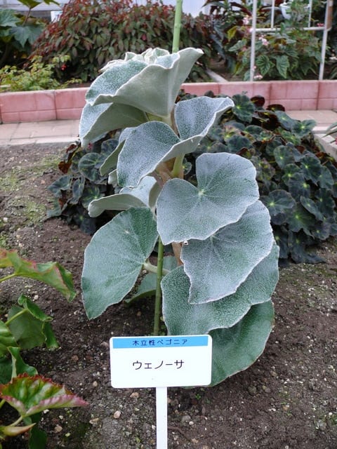 岩手県立花きセンターの木立性ベゴニア ウェーサ 17年12月8日 金 Peaの植物図鑑 岩手県立花きセンターの木立性ベゴニア ウェーサ 17年12月8日 金 Peaの植物図鑑