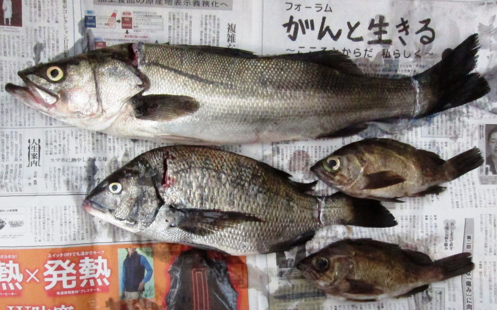 海の恵み 顎鬚仙人残日録