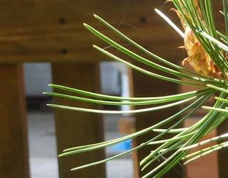 三鈷の松 大阪城での四季のうつろい 三鈷の松 大阪城での四季のうつろい