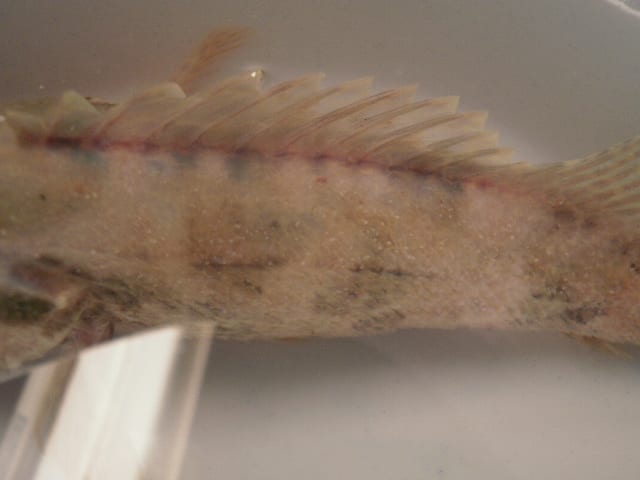 タケノコメバルの白点病 カサゴ マハゼの飼育と生態観察日記 タケノコメバルの白点病 カサゴ マハゼの飼育と生態観察日記