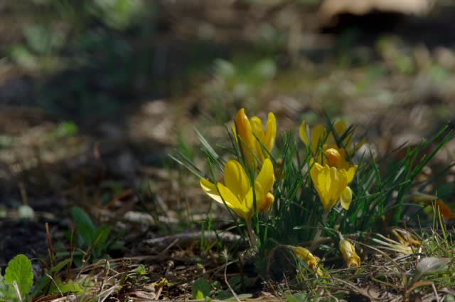 クロッカス 早春を告げる花の一つは1月4日の誕生花 Aiグッチ のつぶやき
