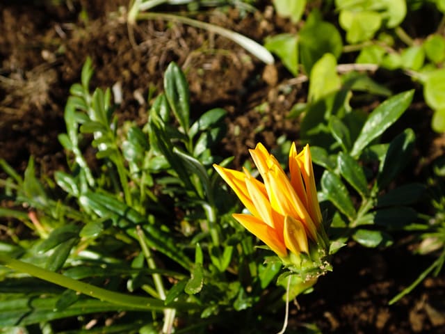 PB151980_yelllow flower_LR.jpg