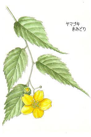 ヤマブキの花 イラスト 花を描いたポストカード