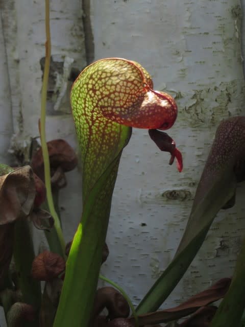 咲くやこの花館 一寸気持ちが悪い食虫植物 河童 の旅メモ