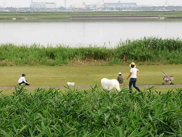 河口のドッグランの画像