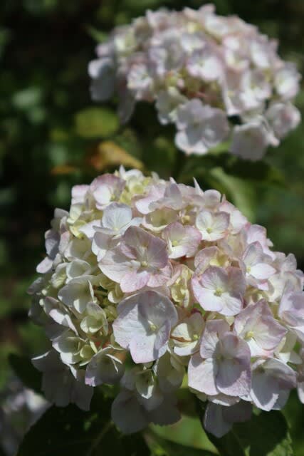 白のテマリ咲きの西洋アジサイ レグラ 紫陽花シリーズ 21 36 野の花 庭の花