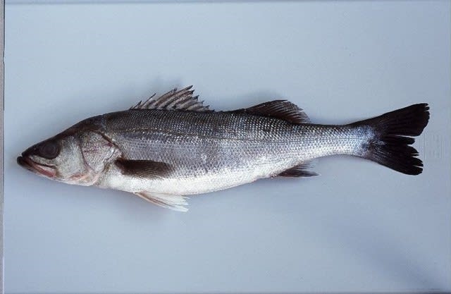 旬の魚 １２月 セイゴ 小型のスズキ 味噌漬けフライ しまね農林水産情報