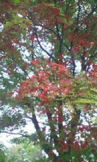 紅葉