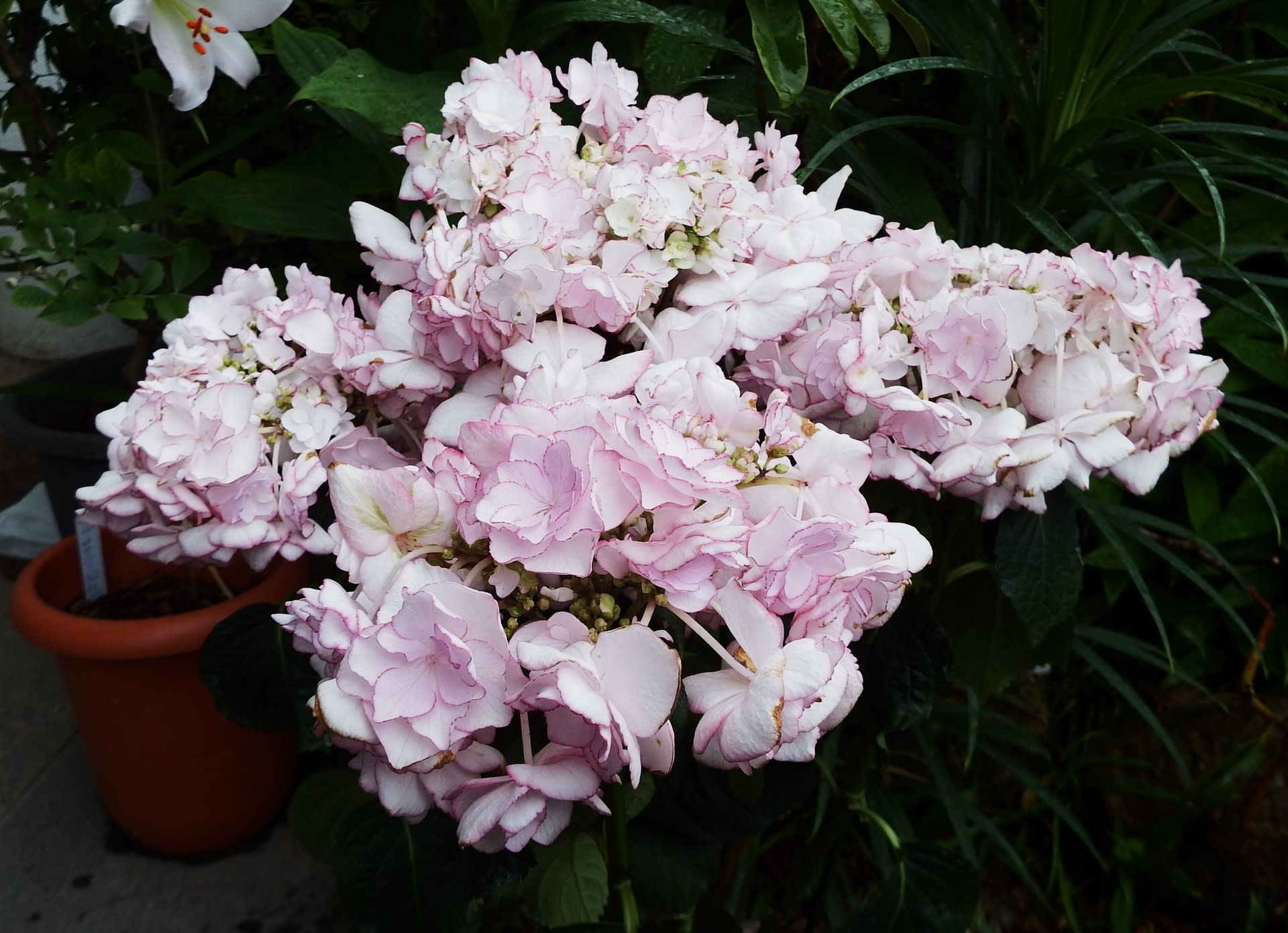 円照寺の花たち 101 アジサイ ケイコ ひろかずのブログ 円照寺の花たち 101 アジサイ ケイコ ひろかずのブログ