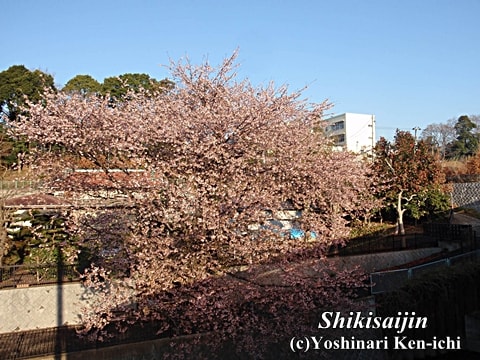 横浜市　和泉川