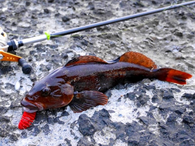 アブラコが良い季節ですね ちょい釣り釣果 へたのヨコ釣り北海道日誌