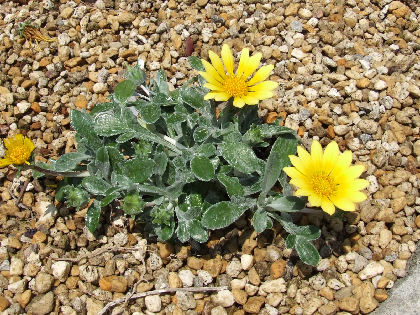 ガザニア レモンタルト Gazania Rigens 季節の花 ガザニア レモンタルト Gazania Rigens 季節の花