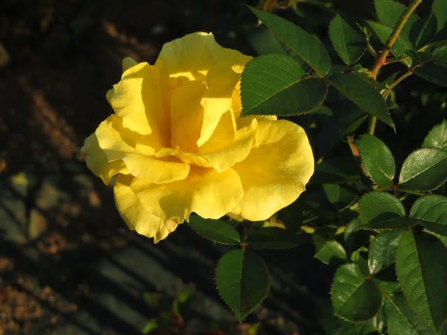 レモンイエローが目も鮮やかに映えるバラ「ゴールドリーフ」（薔薇 