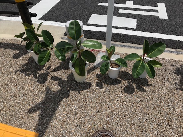 取り木で次々と増やすゴムの木 タイヤ専門店イマージン 人とタイヤとキーパーコーティング 取り木で次々と増やすゴムの木 タイヤ専門店イマージン 人とタイヤとキーパーコーティング