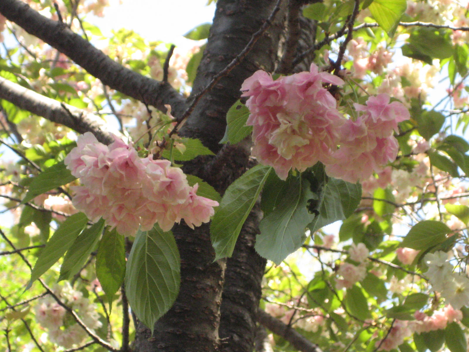 紅くなったウコンザクラ 鬱金桜 花熟里 けじゅくり の静かな日々