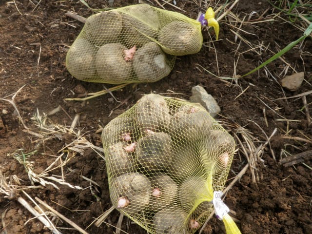 こんにゃく芋を植えてみました 無農薬 自然菜園 自然農法 自然農 で 自給自足life 持続可能で豊かで自然な暮らしの分かち合い