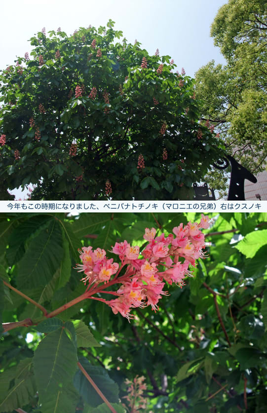 https://blogimg.goo.ne.jp/user_image/1d/66/cba5410272155320f83b389ec585e994.jpg