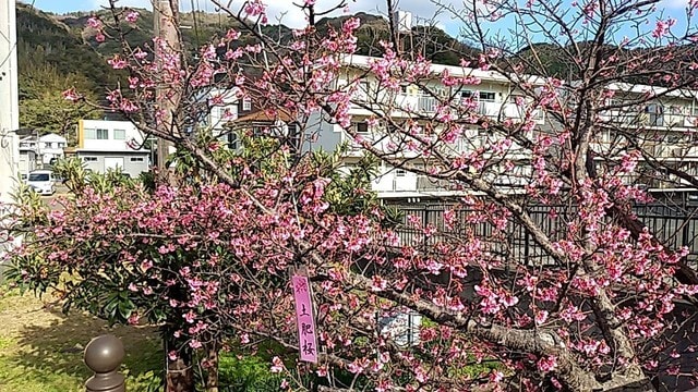 年1月13日土肥桜開花情報 年 伊豆市 土肥桜 開花情報