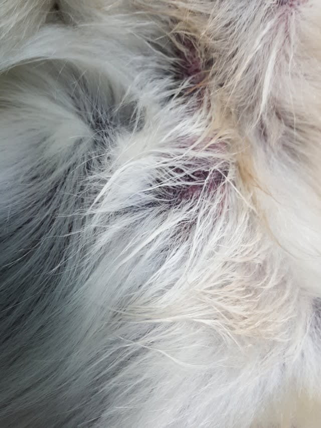 老犬性 りんの日常 老犬性 りんの日常