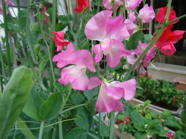 スィートピー 植物 主に観葉植物 日記 スィートピー 植物 主に観葉植物 日記