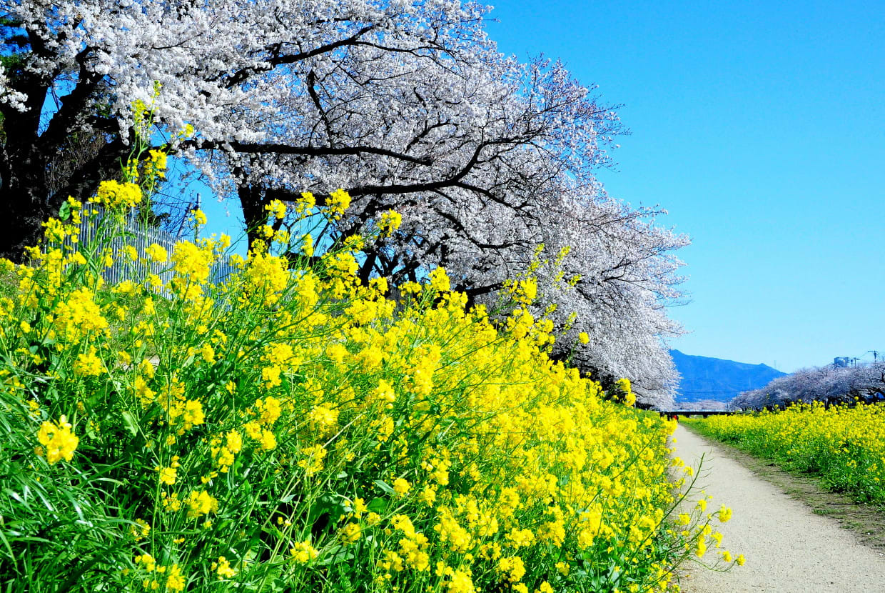 春春春 - JapaneseClass.jp