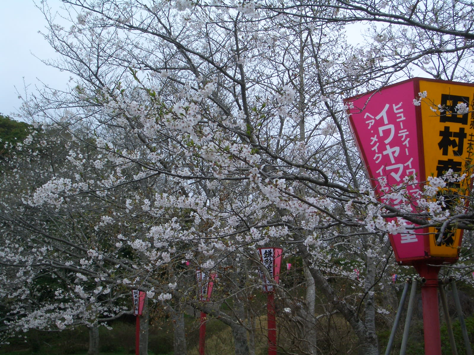 小見川 城山公園の桜 小見川 高橋つり具 ブログ